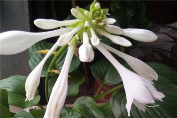 Hosta plantaginea