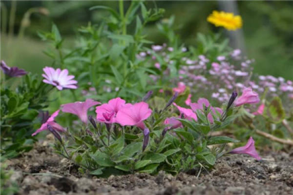 Petunia hybrida
