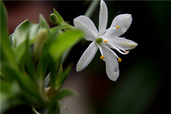 Chlorophytum comosum