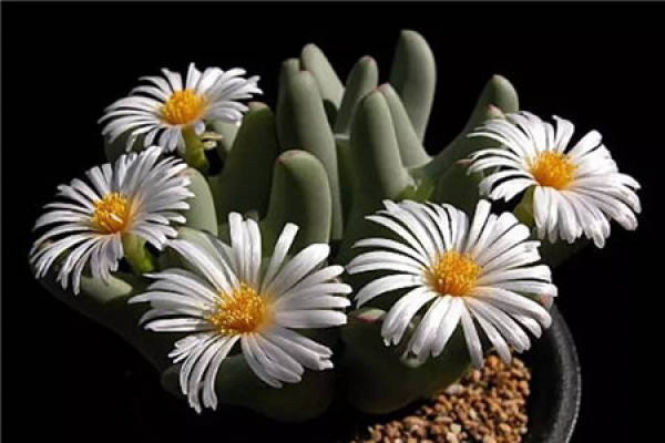 Raw Stone Flower
