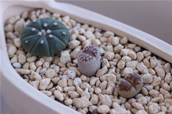 Raw Stone Flower