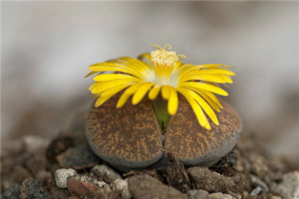 Raw Stone Flower