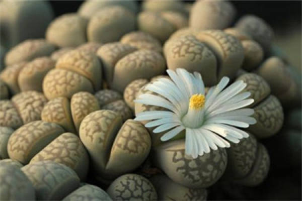 Raw Stone Flower