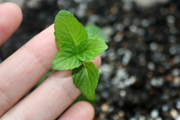 peppermint