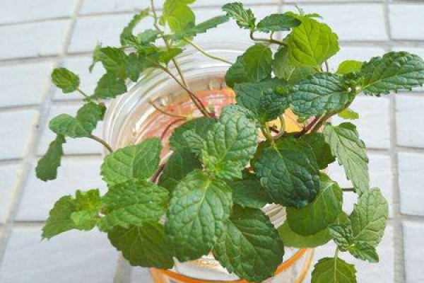 Peppermint