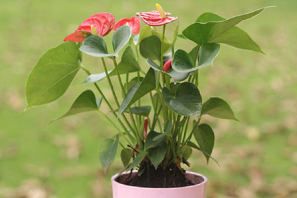 Anthurium