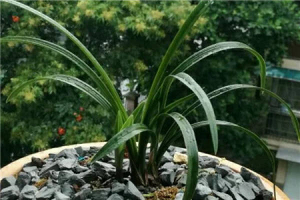 orchid sun protection