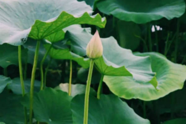 Lotus