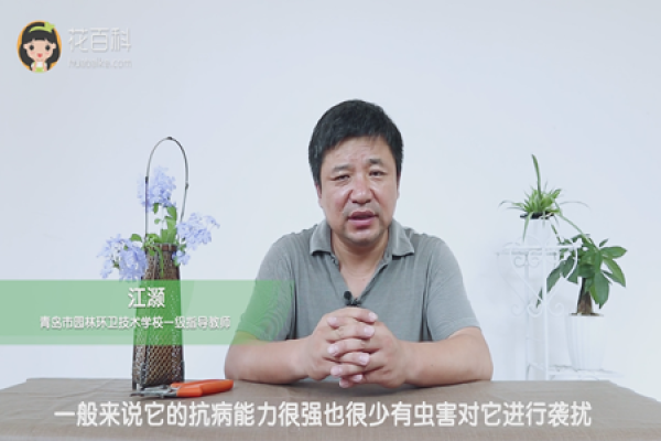 Strong disease resistance