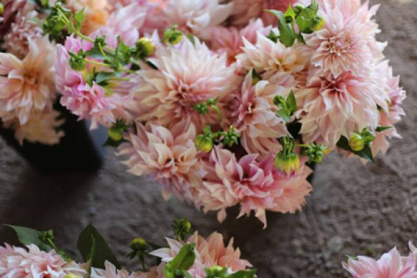 Dahlia