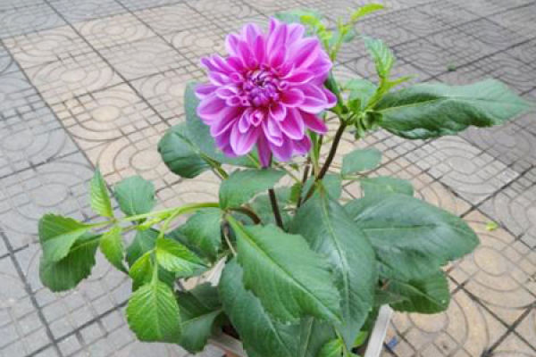 Dahlia