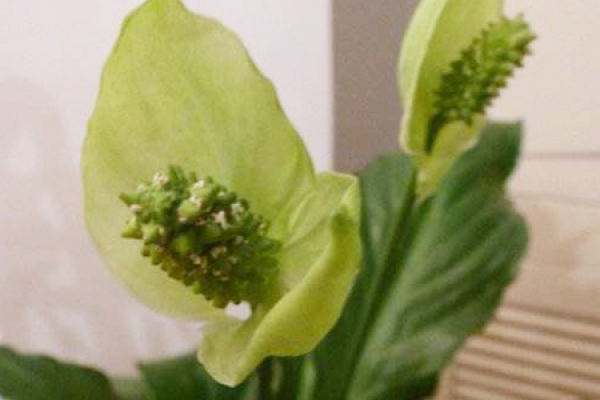 Spathiphyllum