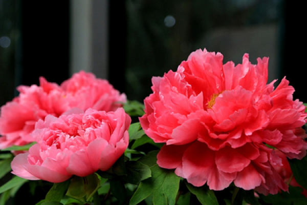 peony