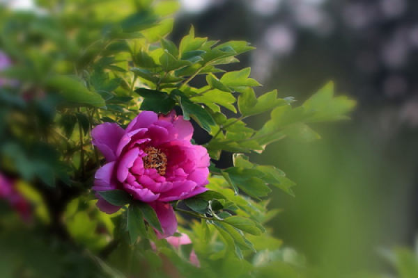 Peony Flower