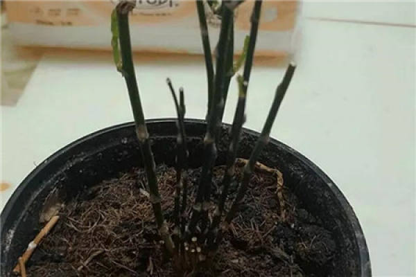 Replanted asparagus fern