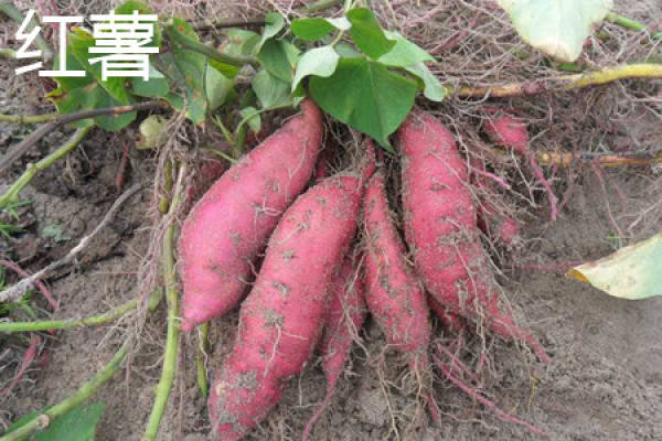 Sweet potato