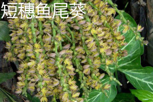 sunflower with short spike