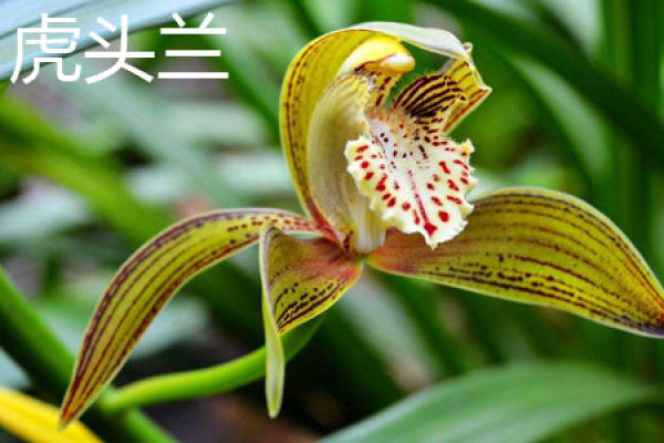 Herba Cymbidii