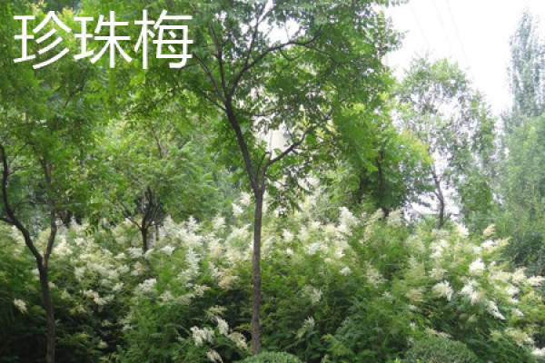 Sorbaria