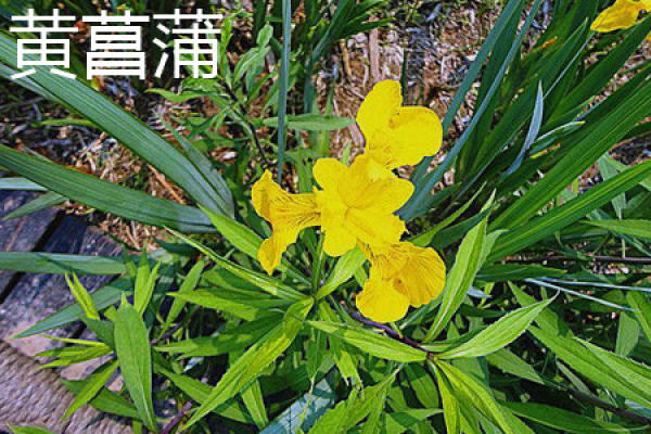 Acorus calamus