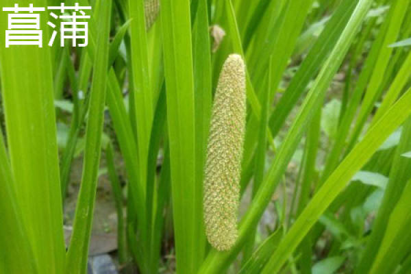 Acorus calamus