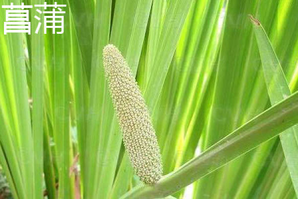 Acorus calamus