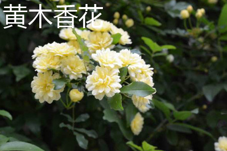 黄木香花
