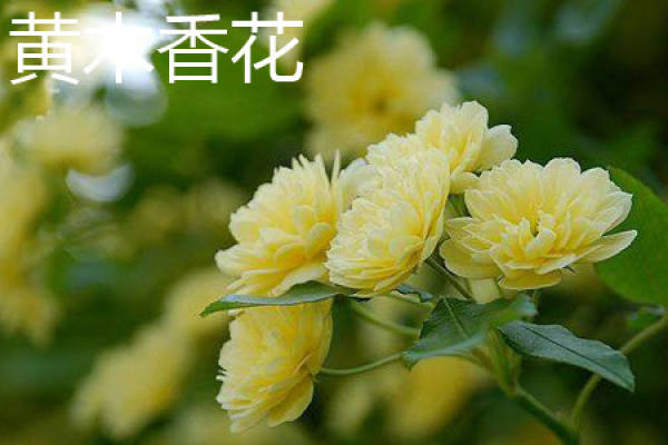 fragrant yellow wood flower