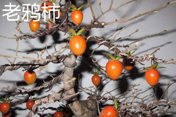 crow persimmon