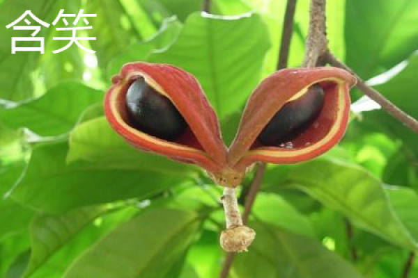 Michelia Figo