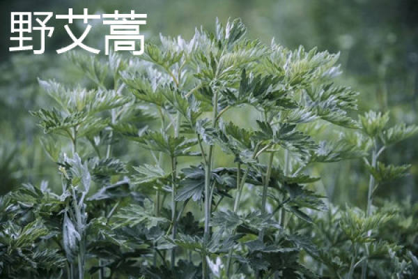 Wormwood