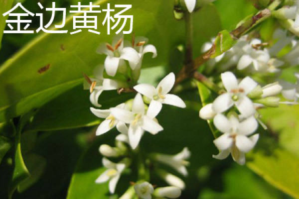 Buxus Sinica