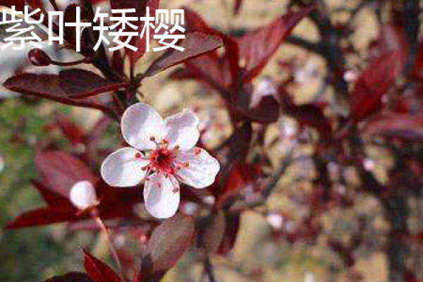 Nanking cherry with purple leaves