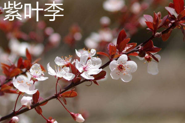 Purple Leaf Plum