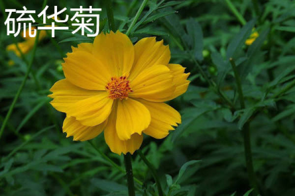 Chinese stramonium herb