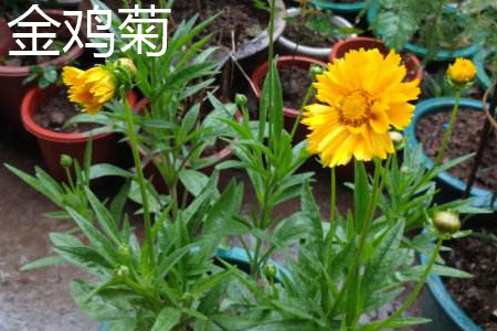 硫华菊的生长过程图图片