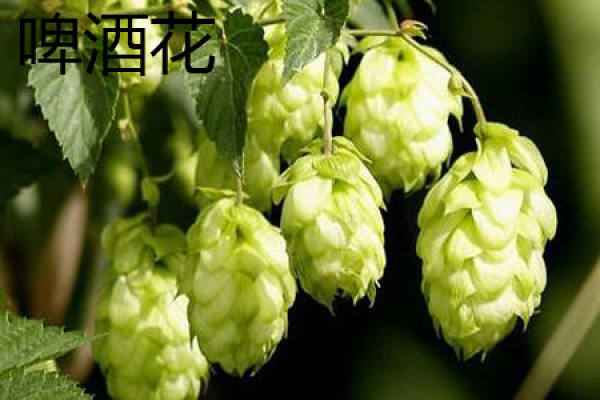 hops