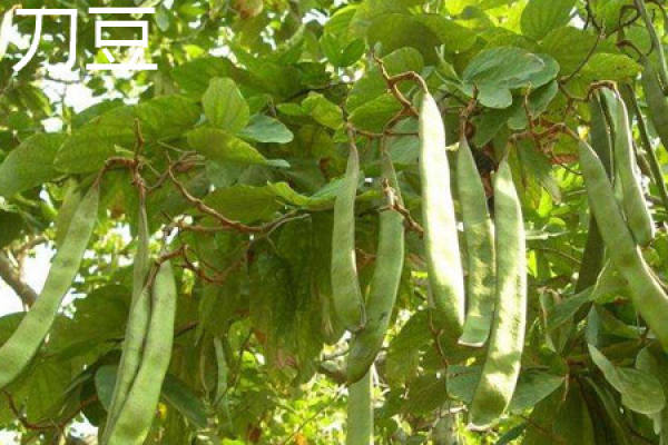 Sword bean