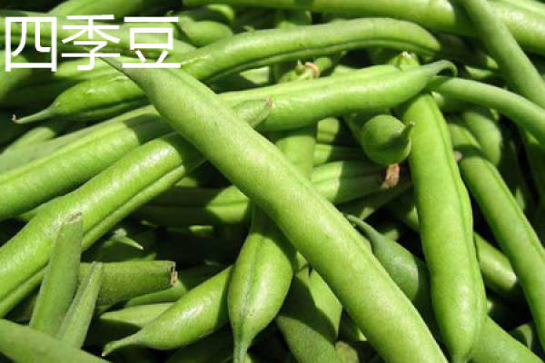 string beans