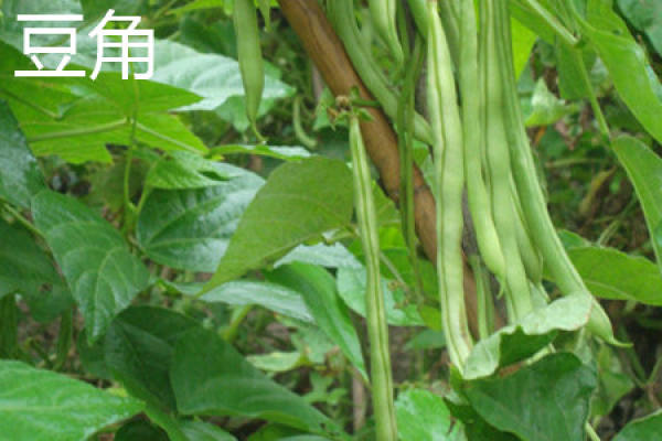 cowpea