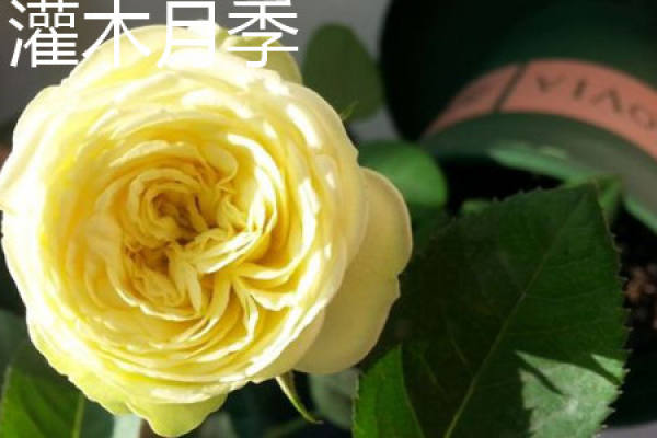 Bush rose