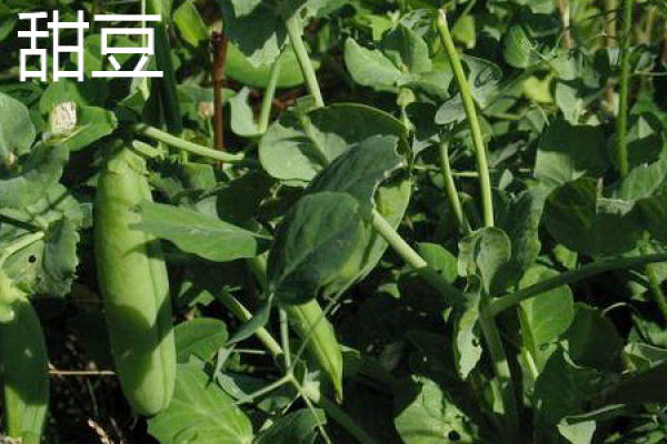 sweet bean leaves. JPG