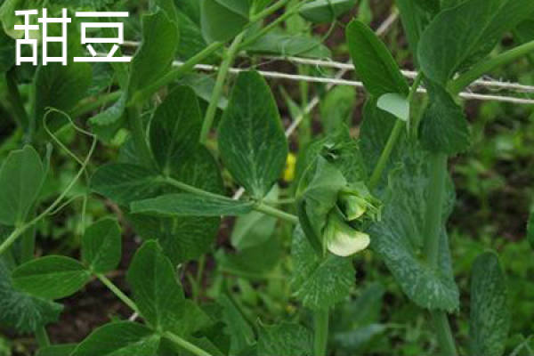sweet bean leaves. JPG