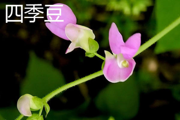 sweet bean leaves. JPG