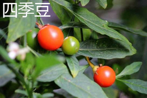 sweet bean leaves. JPG
