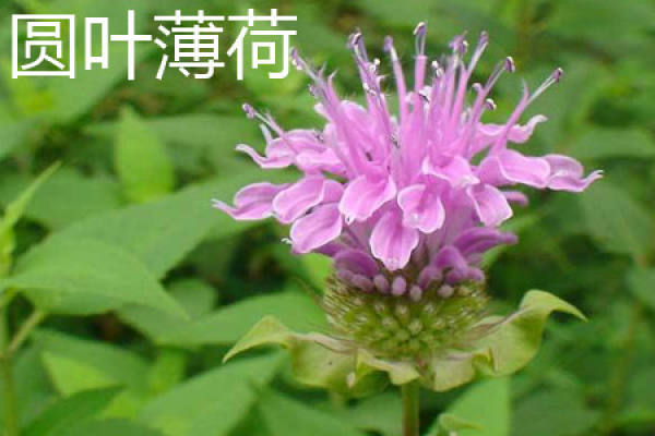 round leaf mint. JPG