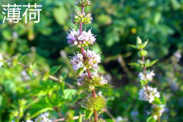 Mint flower