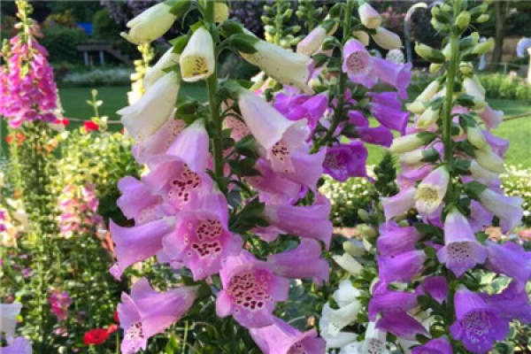 Beautiful scenery of flowers