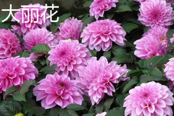 Dahlia leaf