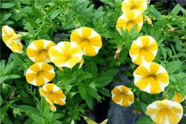 Petunia hybrida